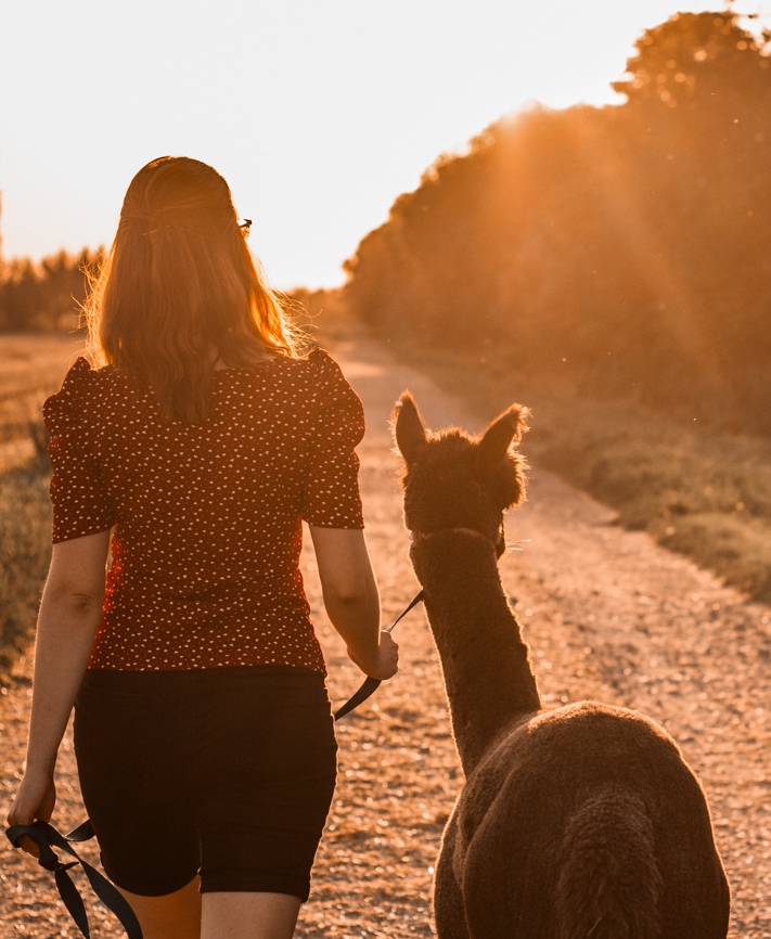 Foto Elisabeth Gottschall mit Alpaka im Sonnenuntergang