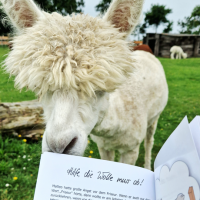 Alpaka liest Kindergeschichte aus Kinderbuch "Die Alpakas sind los!"