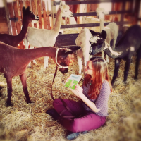 Alpakas lesen "Die Alpakas sind los!"