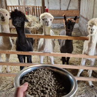 Alpakas warten auf Futter