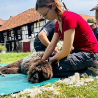 Foto von der Alpakaschur