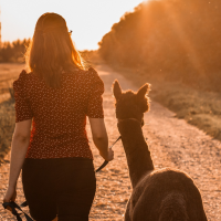 Elisabeth Gottschall mit Alpaka im Sonnenuntergang