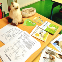 Alpaka-Projekttag in der Schule mit Elisabeth Gottschall