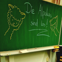 Elisabeth Gottschall mit ihrem Kinderbuch "Die Alpakas sind los!" in der Grundschule